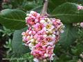 Lemonade Sumac